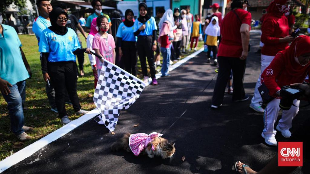 FOTO: Aksi Menggemaskan Fashion Show Kucing Peringati HUT RI